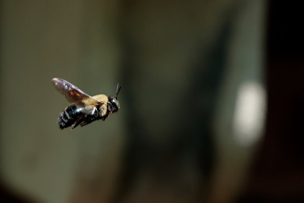 Bees buzz around the front of Annette Peterson un-mowed front lawn in Riverside on May 8, 2024.(Antonio Perez/Chicago Tribune)