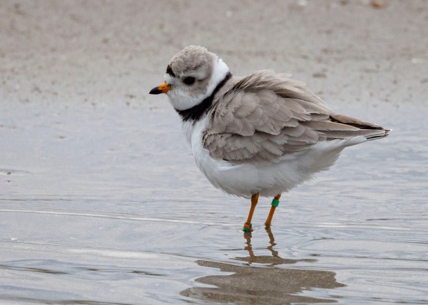 A second piping plover, in addition to Imani and wearing a green dot leg band, wades along the lake's edge on May 13, 2024, at Montrose Point Bird Sanctuary. (Brian Cassella/Chicago Tribune)