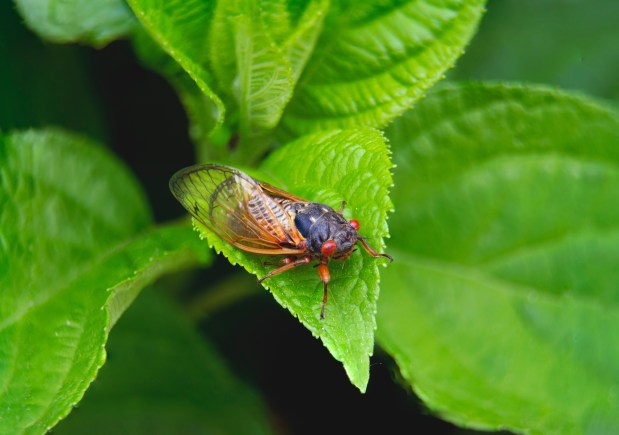 Cicadas are mostly harmless insects that can only do harm if they choose to lay their eggs in the smaller, newer branches of young trees, which can do a lot of damage from which they can't recover, according to Jamie Viebach, horticulture educator for the University of Illinois Extension in Naperville. (Ken Johnson/Illinois Extension)