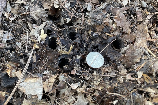 Cicadas emerging from the ground will leave holes slightly smaller than the size of a quarter. Typically, they can be found under older trees where the soil hasn't been disturbed for many years, experts say. (Ken Johnson/Illinois Extension)