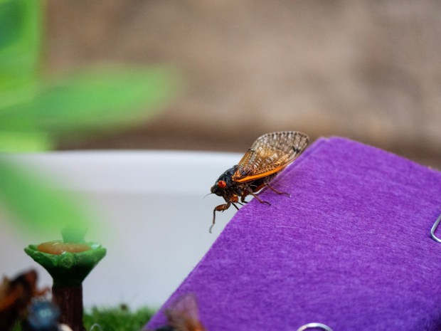A cicada sits in a habitat sanctuary that Naperville mother and daughter Stephanie and Fiona Tarrant created for the insects as Illinois' historic double emergence gets underway. (Tess Kenny/Naperville Sun)