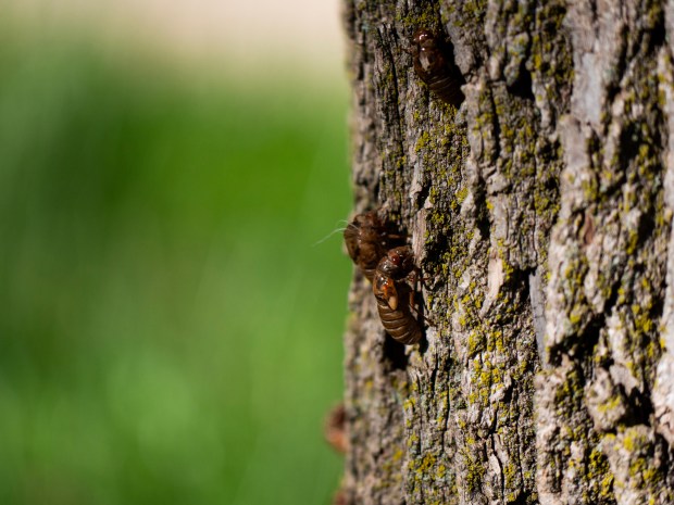 A cicada sits on a tree in the front yard of Stephanie and Fiona Tarrant, of Naperville, on May 22, 2024. (Tess Kenny/Naperville Sun)