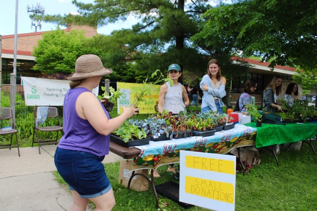 Evanston Grows Seedling Sale Fundraiser offered organic vegetable seedlings for a small donation on May 18 with proceeds going to support the Evanston Grows free summer farm stand program. (Gina Grillo/Pioneer Press)