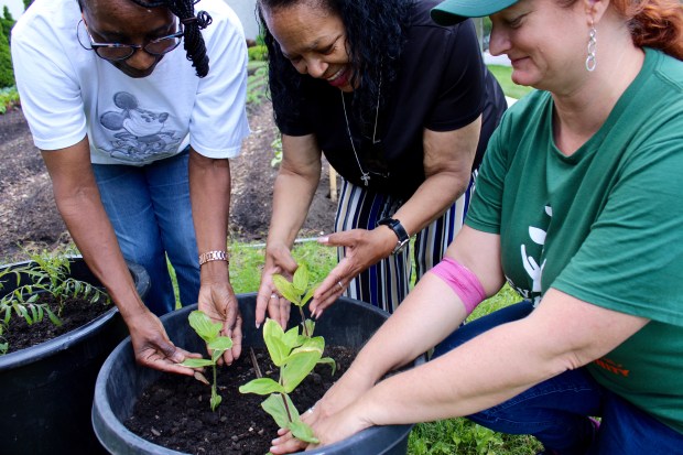 Evanston Grows volunteers Cheryl S. Henley and Denise Johnson with Executive Director Laurell Sims during the Evanston Grows Seedling Sale Fundraiser. (Gina Grillo/Pioneer Press)