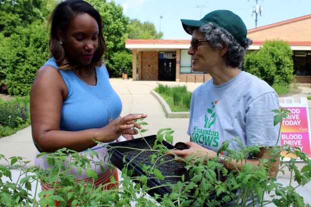 Site Director of the Infant Welfare Society of Evanston Tiffany Culpepper with Evanston Grows Board President Jean Fies during the Evanston Grows Seedling Sale Fundraiser. (Gina Grillo/Pioneer Press)