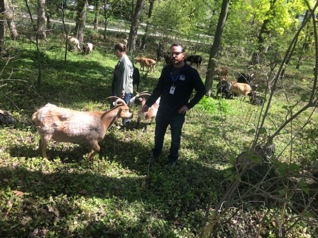 Glencoe Park District Director of Parks and Planning Kyle Kuhs feeds one of the goats tasked with removing invasive plant species at Milton Park with The Green Goats owner Kim Hunter watching over. (Daniel I. Dorfman/Pioneer Press)