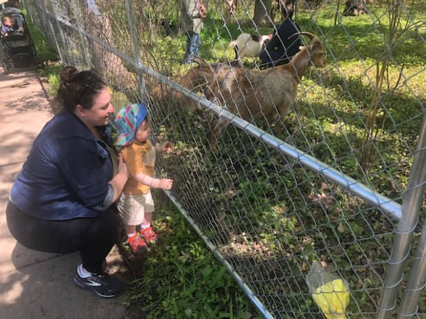 Highland Park's Samantha Karson brings 18-month Theodore to look at the goats working to clear invasive species from Glencoe's Milton Park. (Daniel I. Dorfman/Pioneer Press)