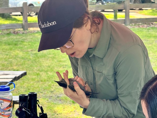 Stephanie Beilke, of Chicago, with Audubon Great Lakes, checks a gray catbird before releasing it back into the wild at Indiana Dunes State Park on Thursday, May 16, 2024. (Doug Ross/for Post-Tribune)