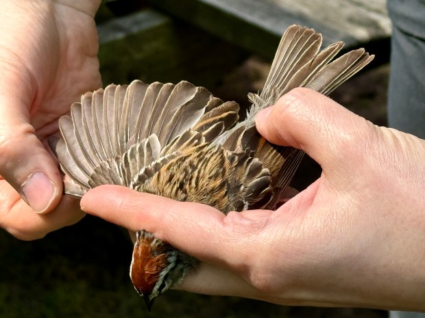 Stephanie Beilke checks the wing of a chipping sparrow to determine the age of the year-old bird. It was banded and released at Indiana Dunes State Park during an Indiana Dunes Birding Festival event on Thursday, May 16, 2024. (Doug Ross/for Post-Tribune)