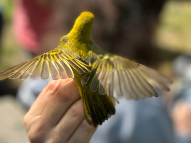 A newly banded yellow warbler flaps its wings as Stephanie Beilke holds it to allow birdwatchers a close look before releasing the bird on Thursday, May 16,2024. (Doug Ross/for Post-Tribune)