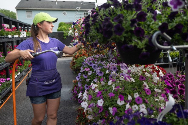 Chesterton Feed and Garden Center employee Allison Fry waters flowers at store open on Friday, May 17, 2024. (Kyle Telechan/for the Post-Tribune)