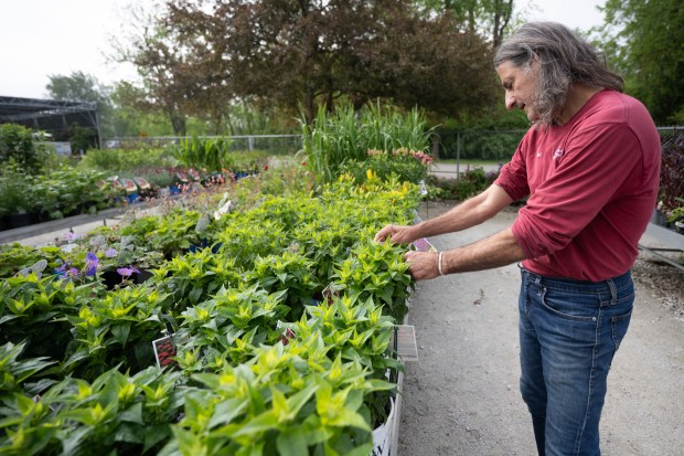 Chesterton Feed and Garden Center owner Chuck Roth looks through and points out Zone 5 perennials at store open on Friday, May 17, 2024. (Kyle Telechan/for the Post-Tribune)