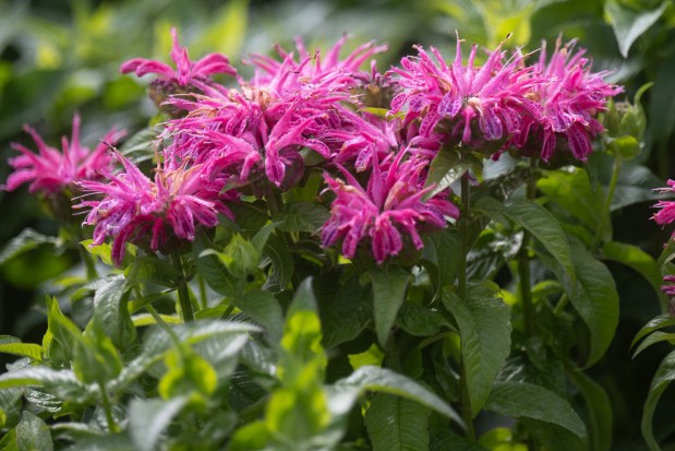 "Leading Lady Amethyst" Bee Balm flowers sit on display in the perennial plant section at Chesterton Feed and Garden Center on Friday, May 17, 2024. (Kyle Telechan/for the Post-Tribune)