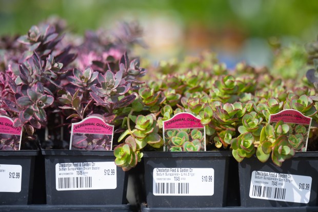 Perennial plants sit on display at Chesterton Feed and Garden Center on Friday, May 17, 2024. (Kyle Telechan/for the Post-Tribune)