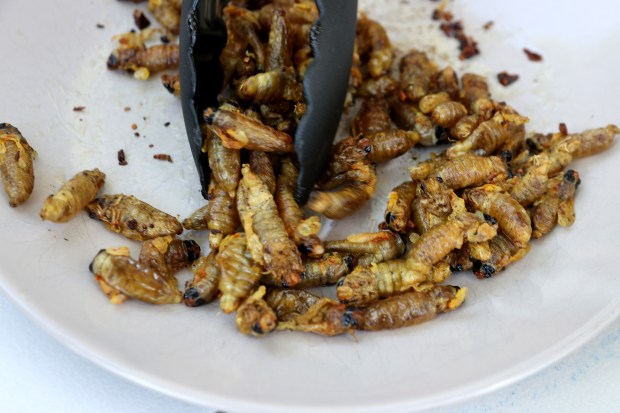 Pan-fried periodical cicadas, harvested just after molting, are served on June 4, 2021, in Hyattsville, Maryland. (Chip Somodevilla/Getty)