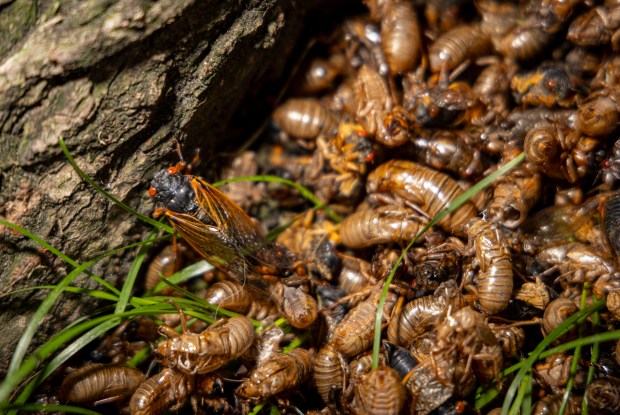 Cicadas climb a tree near shedded exoskeletons on May 28, 2024, near Frank Lloyd Wright's Home and Studio on Forest Avenue in Oak Park. (Brian Cassella/Chicago Tribune)