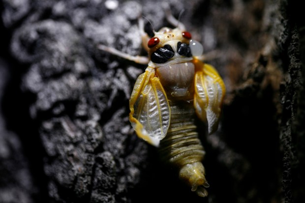 A Brood XIII cicada waits for its wings and new exoskeleton to dry and harden after climbing and molting on a tree in a front yard in Homewood on May 22, 2007. (E. Jason Wambsgans/Chicago Tribune)