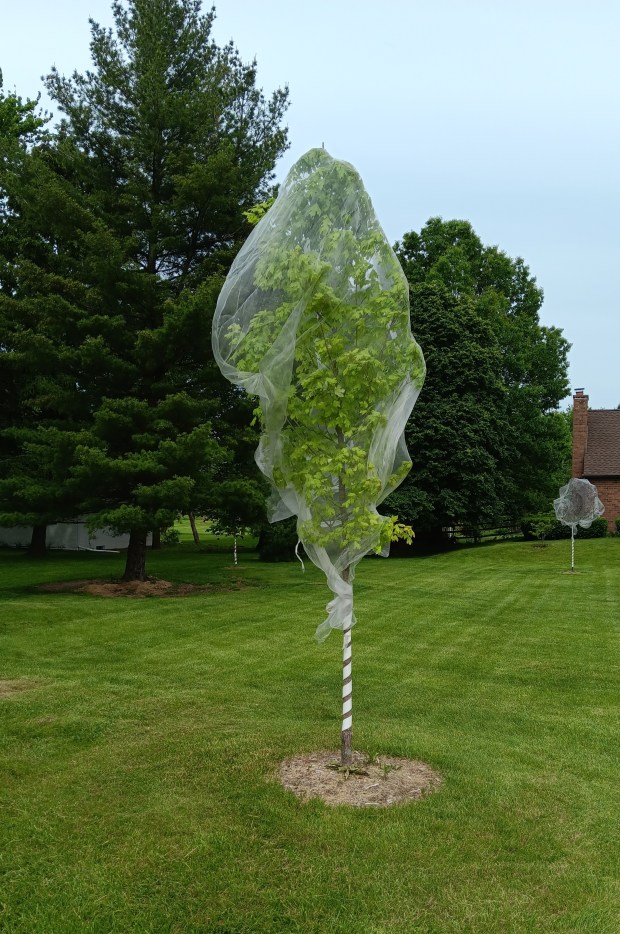 Protective netting has been draped over trees throughout Lake County as protection against cicadas. (Gregory Harutunian/Lake County News-Sun)