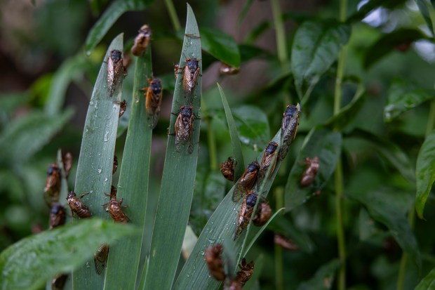 Cicadas cling to a leaf on May 28, 2024, in Lisle. (Vincent Alban/Chicago Tribune)