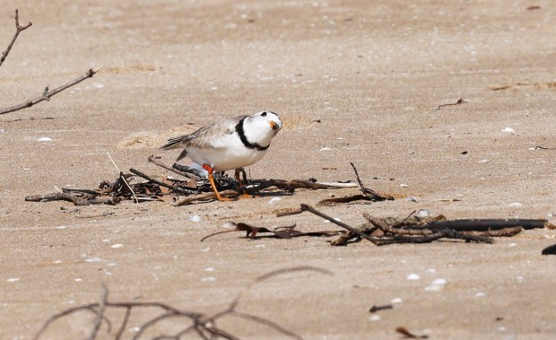 Great Lakes piping plover Searocket looks for food near a nest where she laid an egg at Montrose Beach on May 31, 2024, in Chicago. The Park District announced the presence of a new egg on the protected area at Montrose Beach Dunes. (John J. Kim/Chicago Tribune)