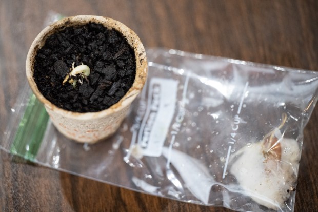 A first-year project to sprout and grow a plant from seed sits on display on a table during t graduation ceremony for Faith Farm and Orchard's Next Urban Ag Generation class on Saturday, June 1, 2024. (Kyle Telechan/for the Post-Tribune)