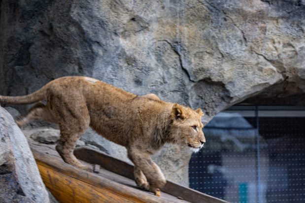 African lion cub, Lomelok, at the Lincoln Park Zoo in Chicago in a recent photo. (Christopher Bijalba/Lincoln Park Zoo)