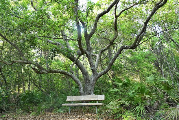 At Bon Secour National Wildlife Refuge, a relaxing 1-mile loop walk through the Jeff Friend Trail puts you in the thick of a serene jungle. (Linze Rice/For the Tribune)