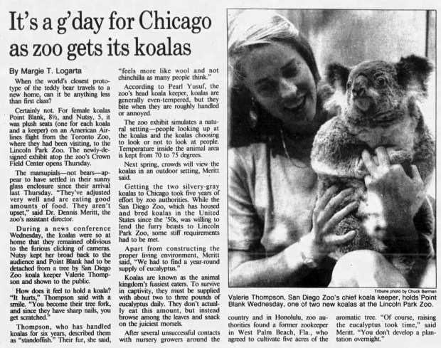 A Sept. 15, 1988 edition of the Tribune shows Valerie Thompson, San Diego Zoo's chief koala keeper, with Point Blank, one of two new koalas at the Lincoln Park Zoo. (Chuck Berman/Chicago Tribune)