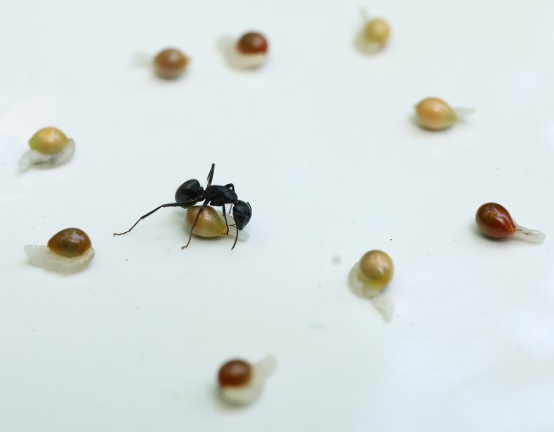 A camponotus ant eats bloodroot seeds during a scientific experiment in Middlefork Savanna Forest Preserve on June 13, 2024, in Lake Forest. (Stacey Wescott/Chicago Tribune)