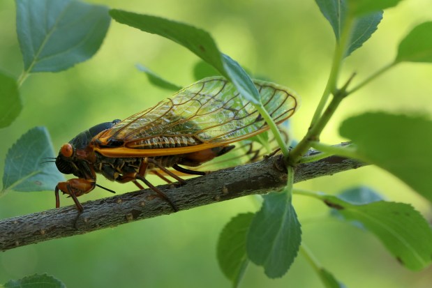 A cicada lays eggs using its ovipositor along a tree branch at Middlefork Savanna Forest Preserve on June 13, 2024, in Lake Forest. (Stacey Wescott/Chicago Tribune)