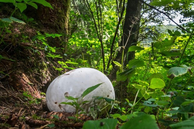 Giant puffball ( Calvatia gigantea) on a forest floor. Illinois lawmakers voted to make it the state mushroom. (Universal Images Group/Getty)