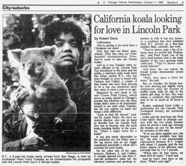 An Oct. 11, 1989 edition of the Tribune shows R.T., a 3-year-old koala newly arrived from San Diego, held by zookeeper Pearl Yusef at the Lincoln Park Zoo. (Chirs Walker/Chicago Tribune)