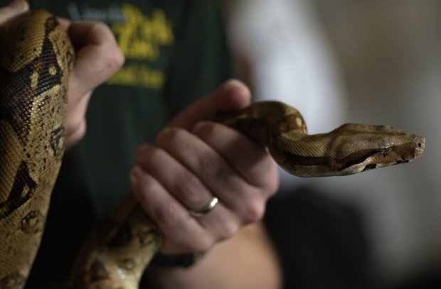 Zookeper Michael Brown Palsgrove holds Sally, a boa constrictor, at Lincoln Park Zoo in 2002. Sally and bull snake Teddy were snatched from their habitats inside the Children's Zoo building. (Abel Uribe/Chicago Tribune)