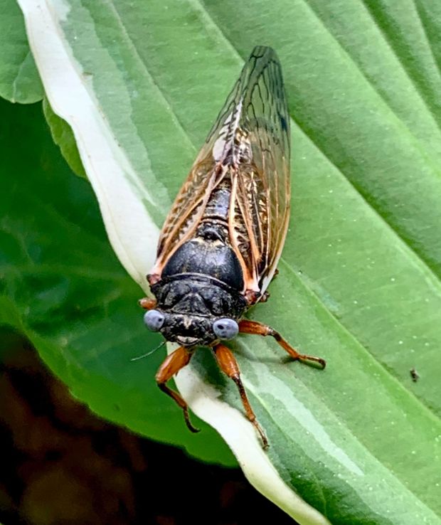 A blue-eyed cicada was found by Carole Will McDonald, of Niles, in early June. She said she found the critter near her home near the area of Milwaukee Avenue and Oakton Street. (Credit: Carole Will McDonald)