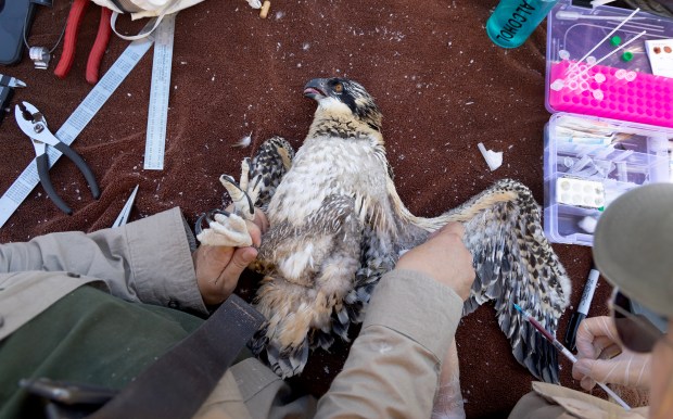 Sam Plencner draws blood from an osprey chick at Baker's Lake Younghusband Prairie on June 12, 2024, in Barrington. (Stacey Wescott/Chicago Tribune)