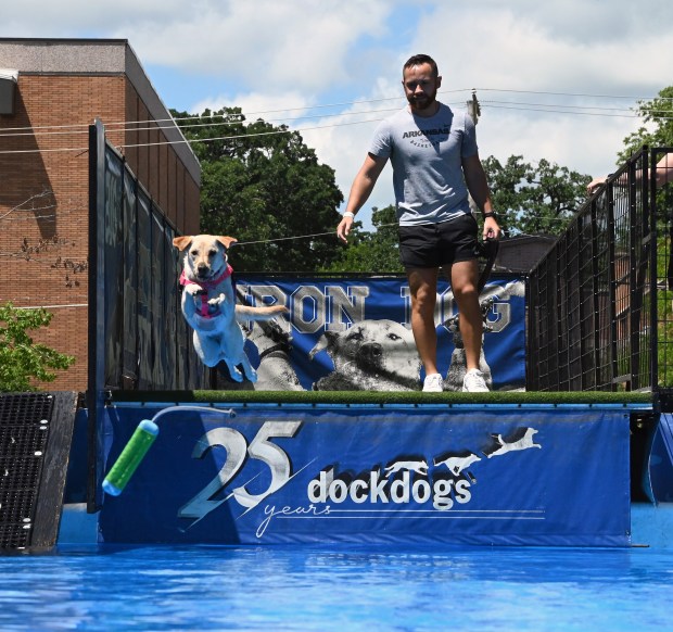 Maddie, 1, a female labrador, goes for the jump with the encouragement of Patrick Stacy of Libertyville on July 5, 2024 at the Dog Days of Summer hosted by the Knights of Columbus (Council #3674). (Karie Angell Luc/Lake County News-Sun)