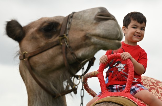 Sal Estrada, 3, of Wauconda rides Humphrey, the male camel from Barrington, at the July 24, 2024 Wednesday opener of the Lake County Fair in Grayslake. (Karie Angell Luc/Lake County News-Sun).