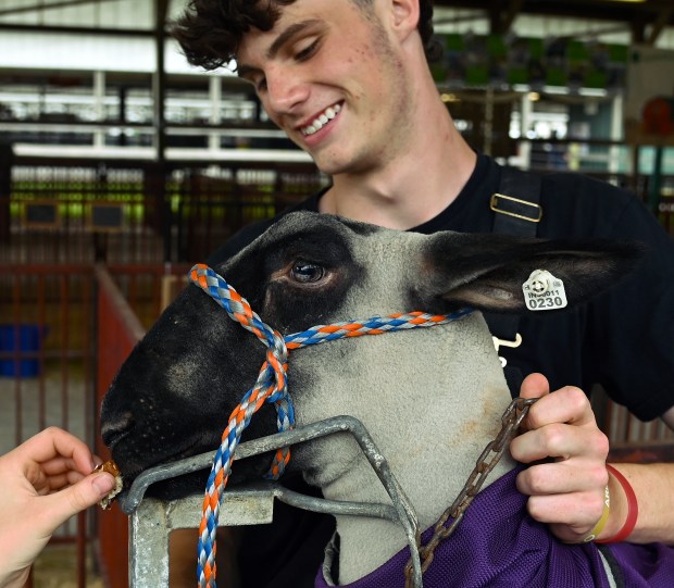 Linus Coleman, 17, of Glenview and a senior at Northridge Preparatory School in Niles, and of the Glenview Clovers 4-H Club of Historic Wagner Farm in Glenview, helps as Hurricane, a male Suffolk Hampshire crossbred lamb, receives a treat at the July 24, 2024 Wednesday opener of the Lake County Fair in Grayslake. (Karie Angell Luc/Lake County News-Sun