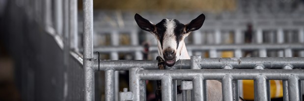 Smile for the camera. This singular photo frame had this farm animal literally opening its mouth for a split second like a smile for the camera. Taken at the July 24, 2024 Wednesday opener of the Lake County Fair in Grayslake. (Karie Angell Luc/Lake County News-Sun).