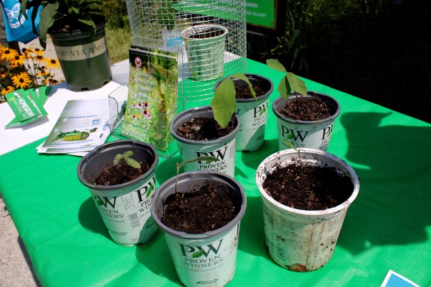 Festivities at Green Bay Trail Day included free giveaways of native plants and tree saplings like these acorn seedling giveaways that invite participants to plant an oak tree. (Gina Grillo/Pioneer Press)