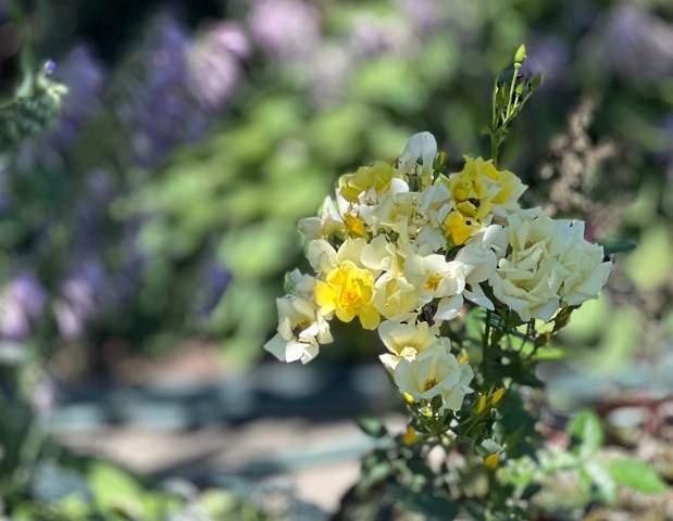 Among the highlights of this year's Southland Community Garden Walk, Betsy Pruitt's yard includes a number of roses purchased from her favorite nearby grocery store. Cheerful pottings adorn Pruitt's backyard deck. (Laura Bruni/Daily Southtown)