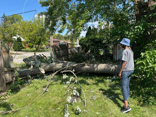 Patricia Rushing looks at a tree July 18, 2024, that fell in her yard that she said the village of Homewood will not clear. (Samantha Moilanen/Daily Southtown)