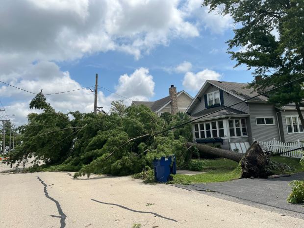 A pine tree knocked down a power line and blocked the road on First Street in Mokena on July 16, 2024. (Sam Moilanen/Daily Southtown)