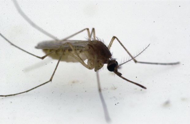 A Culex pipiens species of mosquito, the carrier of the West Nile virus, at the University of Notre Dame in 2003. (Zbigniew Bzdak/Chicago Tribune)