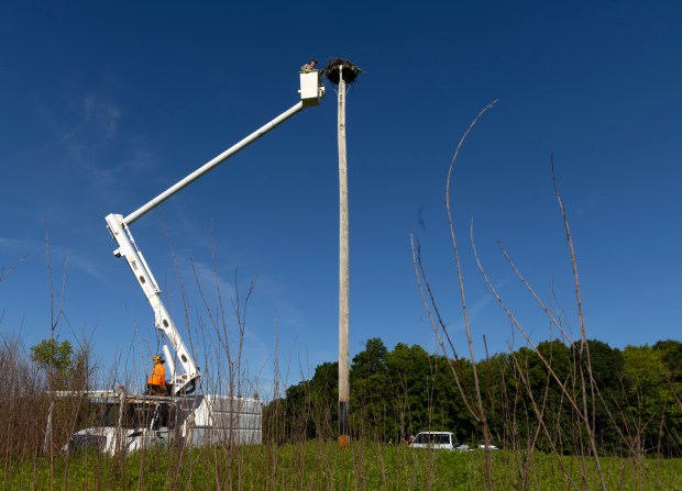 Brannon Wittendberg guides the bucket lifting Melina Frezados up to an osprey nest in Busse Woods on June 12, 2024, in Rolling Meadows. Once at the nest, Frezados, a wildlife biologist specializing in wild bird research and conservation, will return two osprey chicks. (Stacey Wescott/Chicago Tribune)