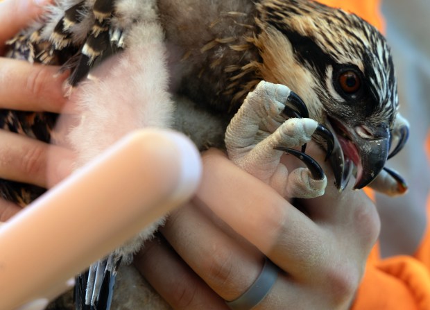 A mini-fan cools down an osprey chick following its examination at Baker's Lake Younghusband Prairie on June 12, 2024, in Barrington. Over the next couple of weeks, staff at the Forest Preserves of Cook County are banding, performing health care checks, and recording data on more than a dozen osprey chicks scattered throughout forest preserve properties. (Stacey Wescott/Chicago Tribune)