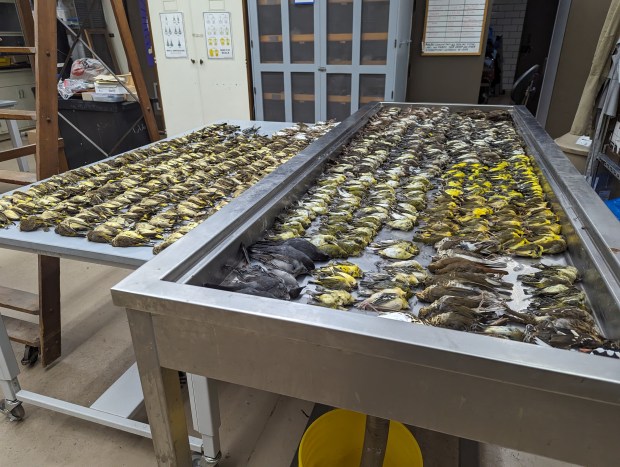 Bird collision monitors gathered 960 birds who died from colliding with the McCormick Place Lakeside Center building on a single day on Oct. 5, 2023. The birds were taken to the Field Museum in Chicago. (Daryl Coldren/Field Museum)