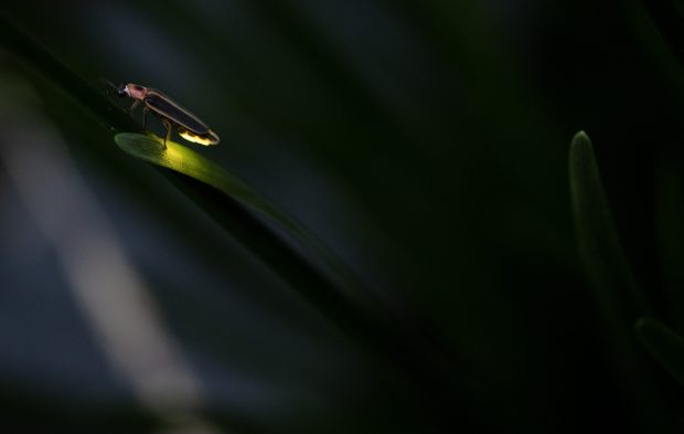 A firefly in the Lincoln Square neighborhood on July 5, 2024. (E. Jason Wambsgans/Chicago Tribune)