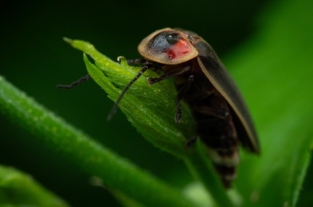 A firefly in the Lincoln Square neighborhood on July 5, 2024. (E. Jason Wambsgans/Chicago Tribune)