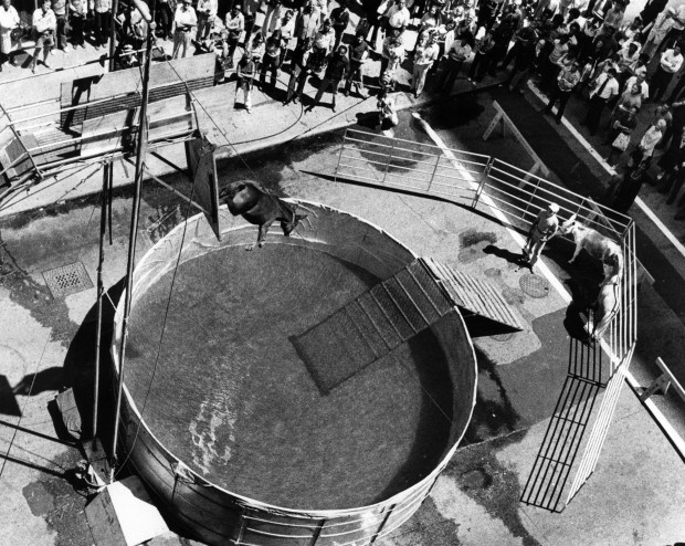 A mule dives into six feet of water from about 30 feet at Quincy Court, east of the Federal Building at State Street, on July 12, 1976, for the second annual People Week celebration. (Hardy Wieting/Chicago Tribune)